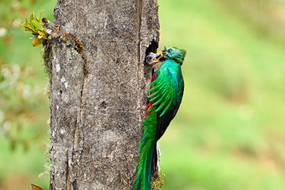 Resplendent Quetzal Video