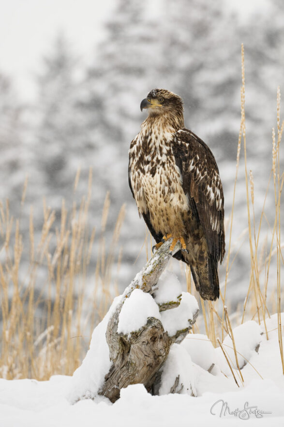 Bald Eagle Photo Workshop 1 1