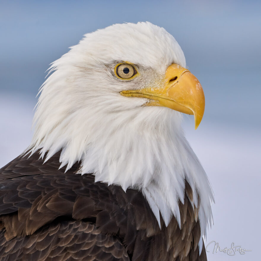 Bald Eagle Photo Workshop 1