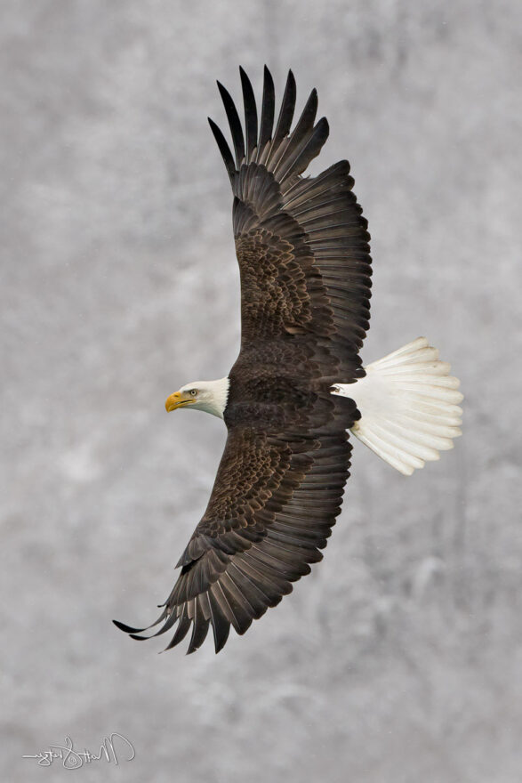 Bald Eagle Photo Workshop 2 1