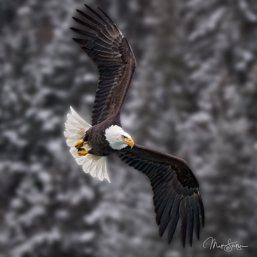 Bald Eagle Photo Workshop 2