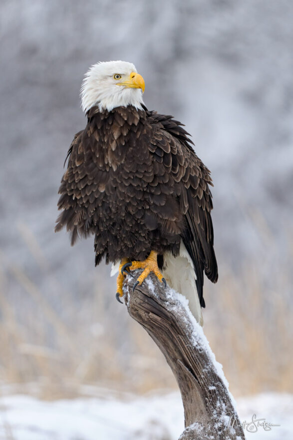 Bald Eagle Photo Workshop 3 2