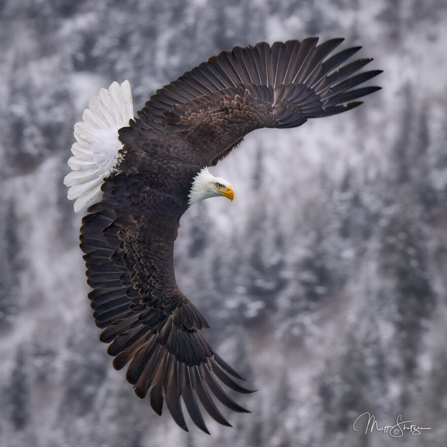 Bald Eagle Photo Workshop 3