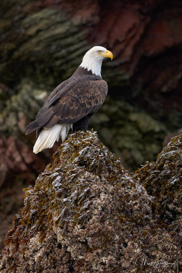 Bald Eagle Photo Workshop 4 1