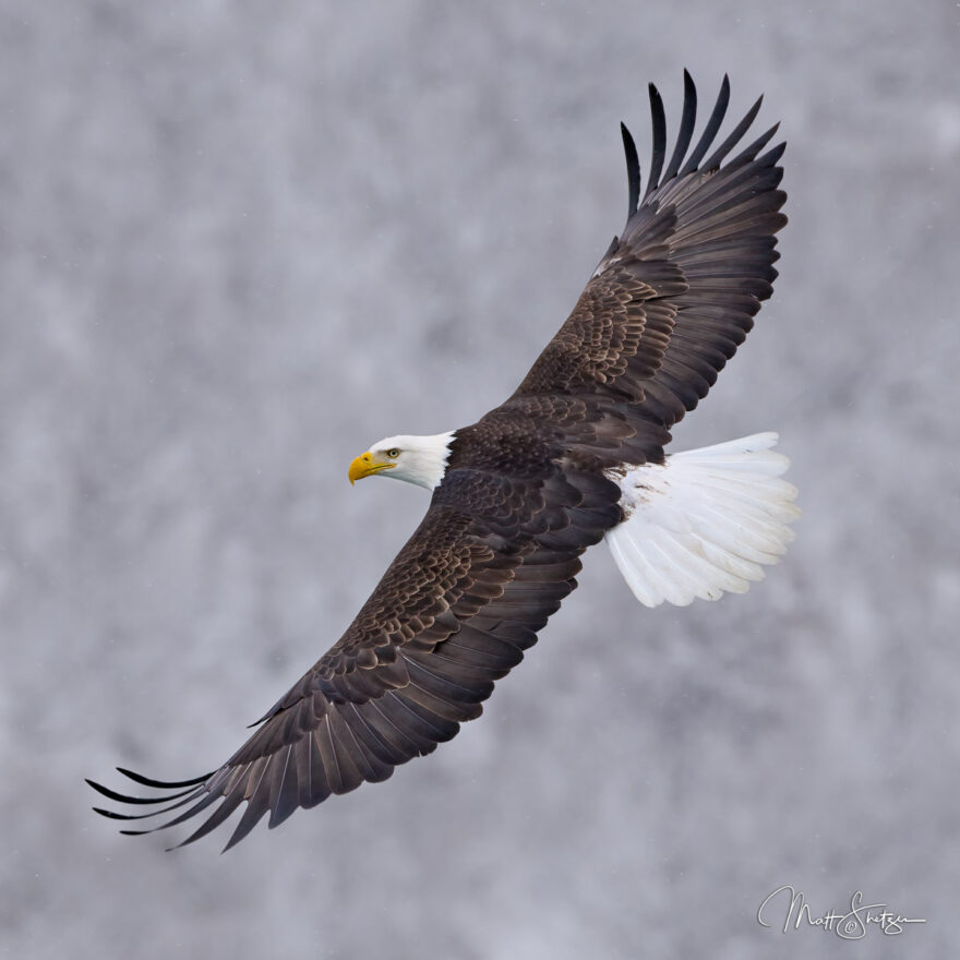 Bald Eagle Photo Workshop 4