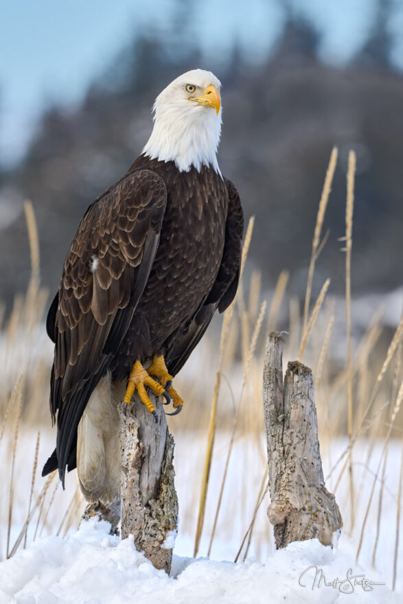 Bald Eagle Photo Workshop 5 1