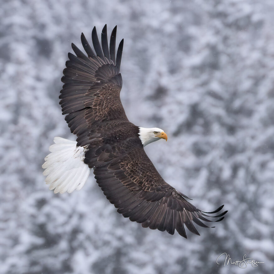 Bald Eagle Photo Workshop 5