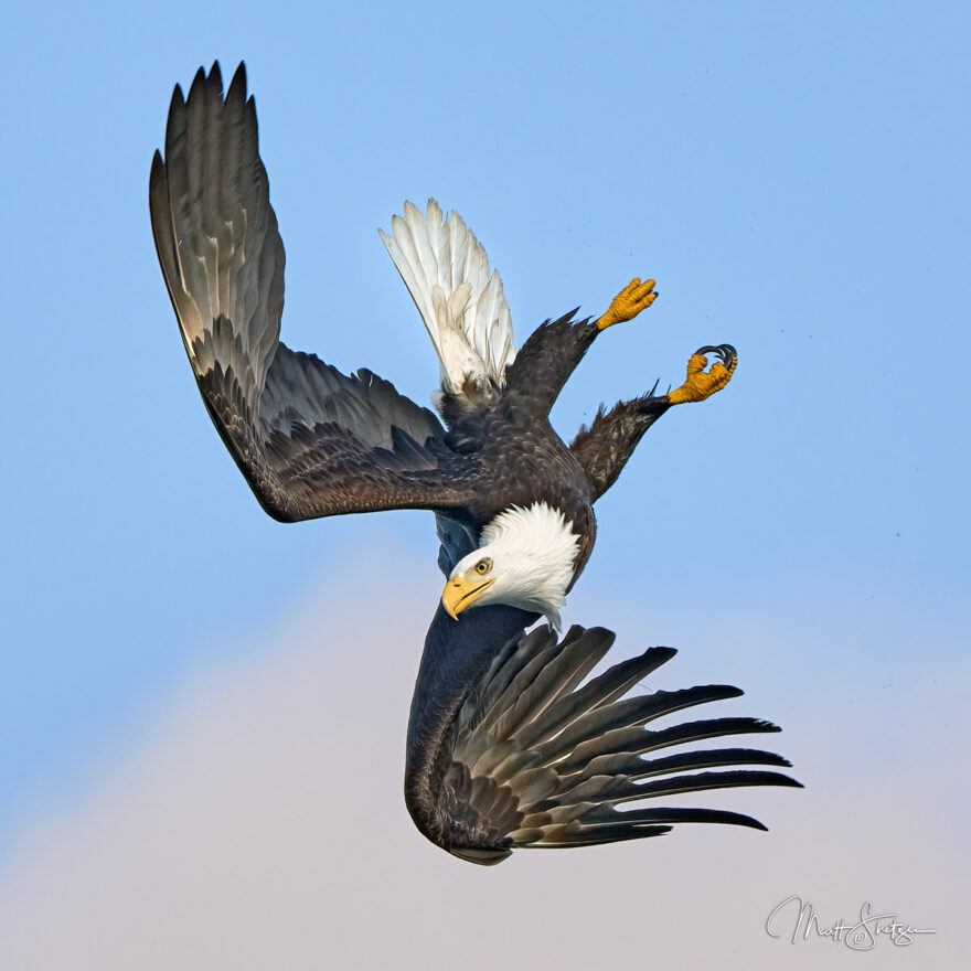 Bald Eagle Photo Workshop 6