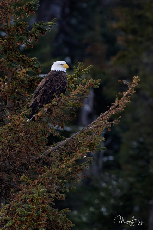 Bald Eagle Photo Workshop 7 1