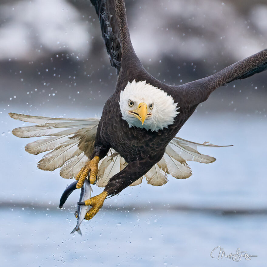 Bald Eagle Photo Workshop 7