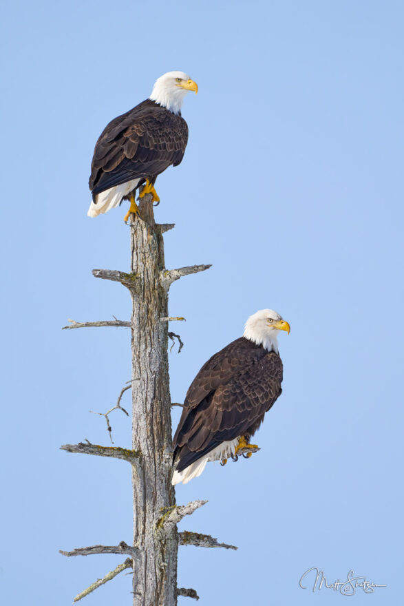 Bald Eagle Photo Workshop 8