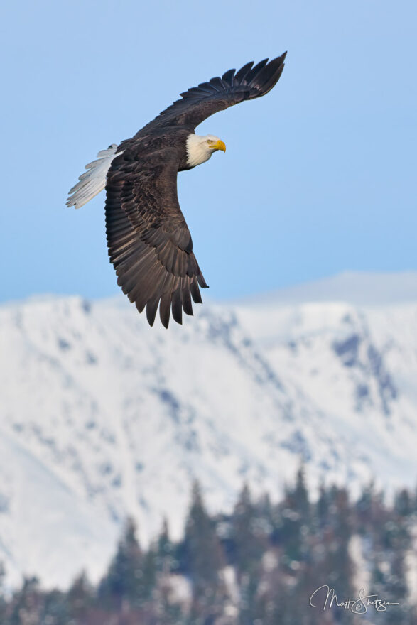 Bald Eagle Photo Workshop 9