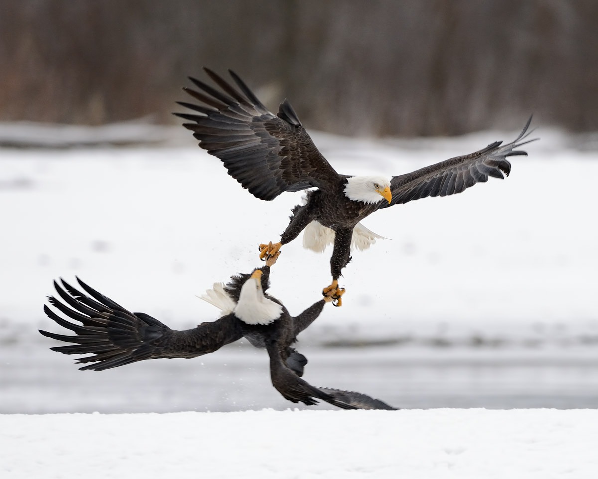 Bald Eagle Photo Workshop