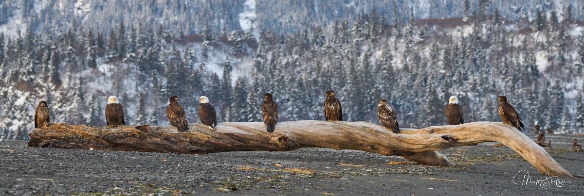 Bald Eagle Photo Workshops 1 1