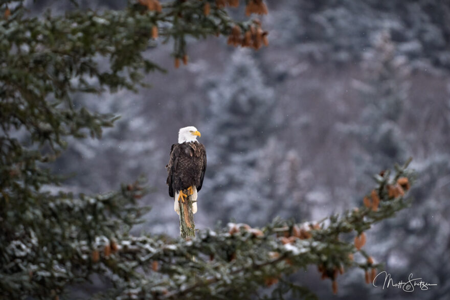 Bald Eagle Photo Workshops 1