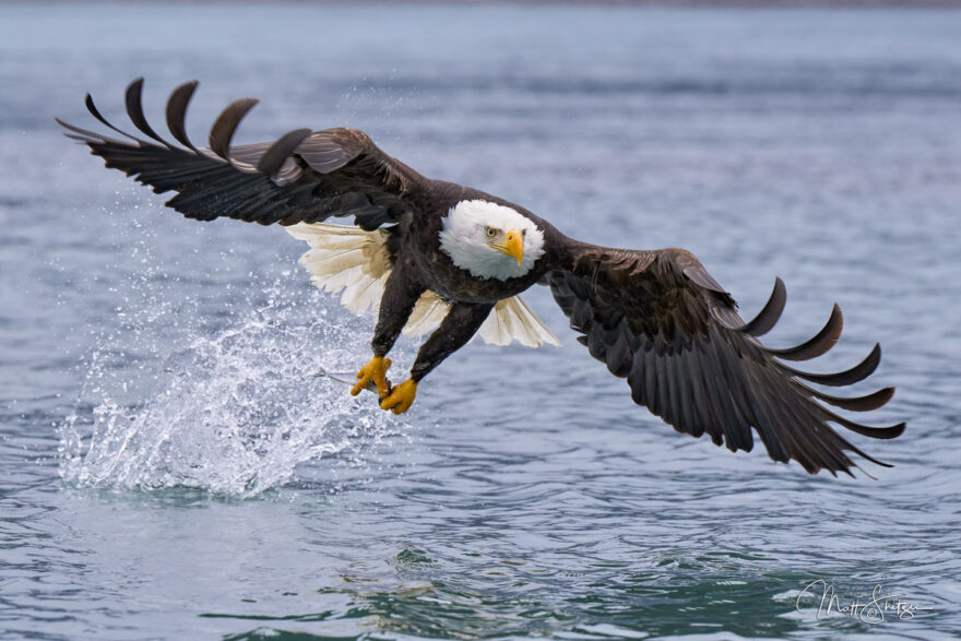 bald eagle in flight taken at a bald eagle photography workshop