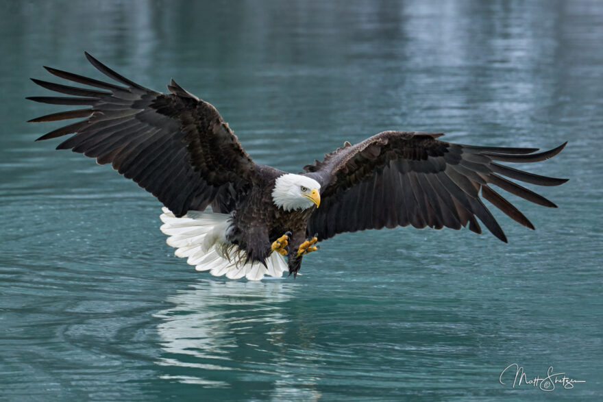 Bald Eagle Photo Workshops 3