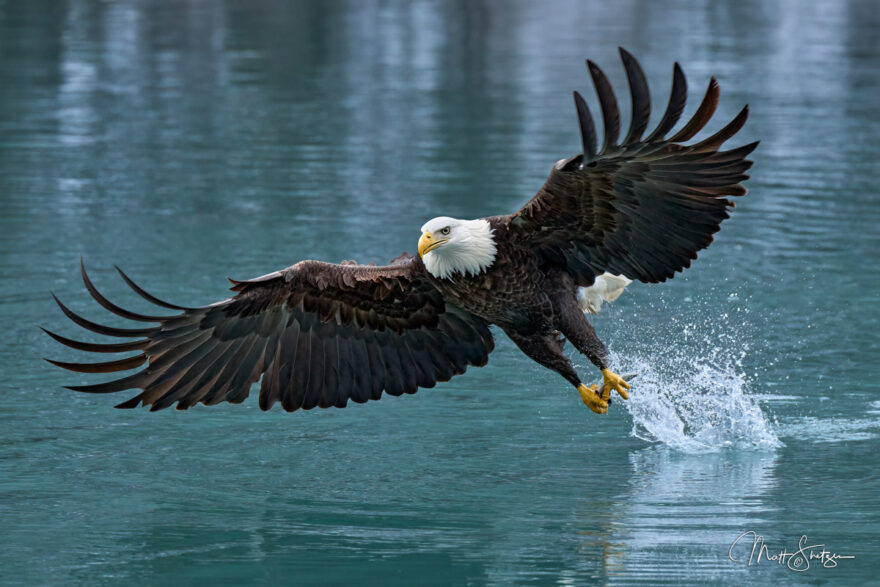 Bald Eagle Photo Workshops 4