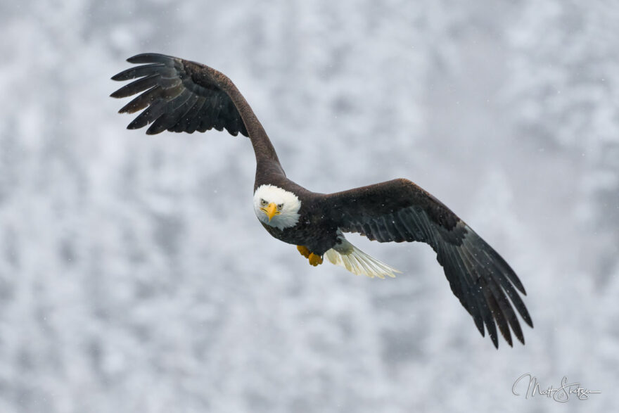 Bald Eagle Photo Workshops 5