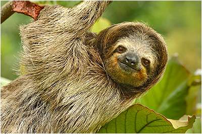 Costa Rica Lowlands Photography Workshop