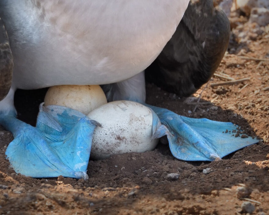 Galapagos East Photo Workshop