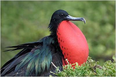 Galapagos West Photography Workshop