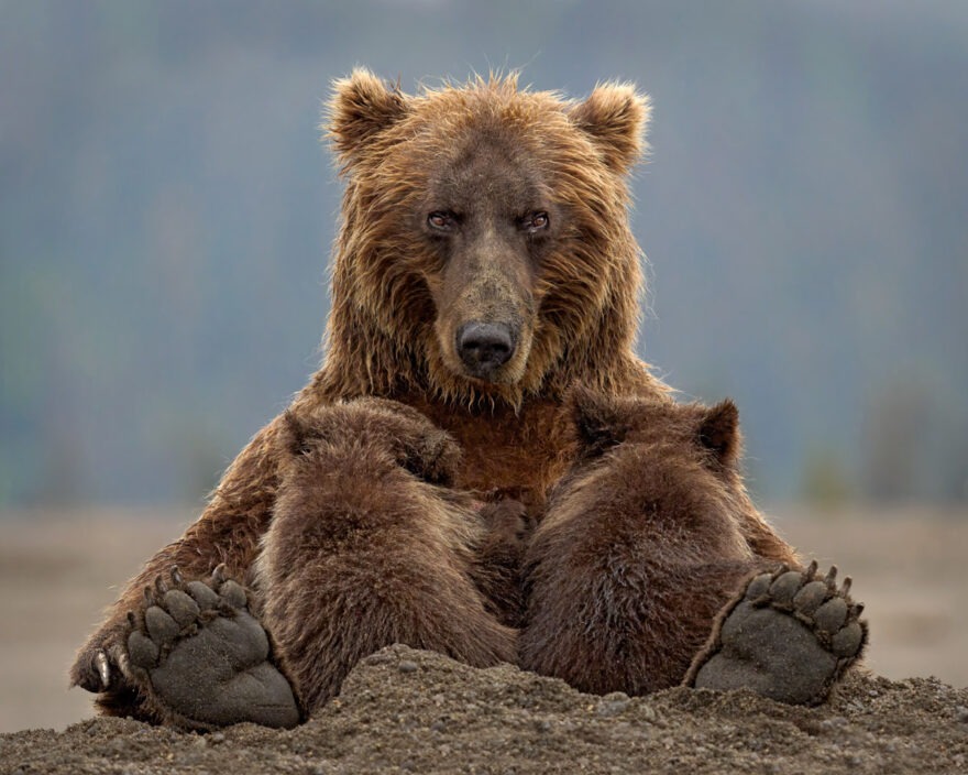 Grizzly Bear Photo Workshop