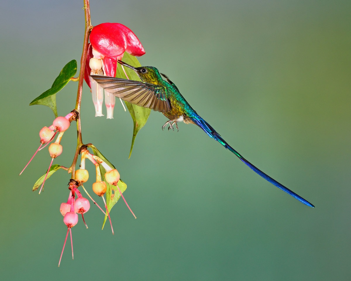 Hummingbird Photo Workshop 1