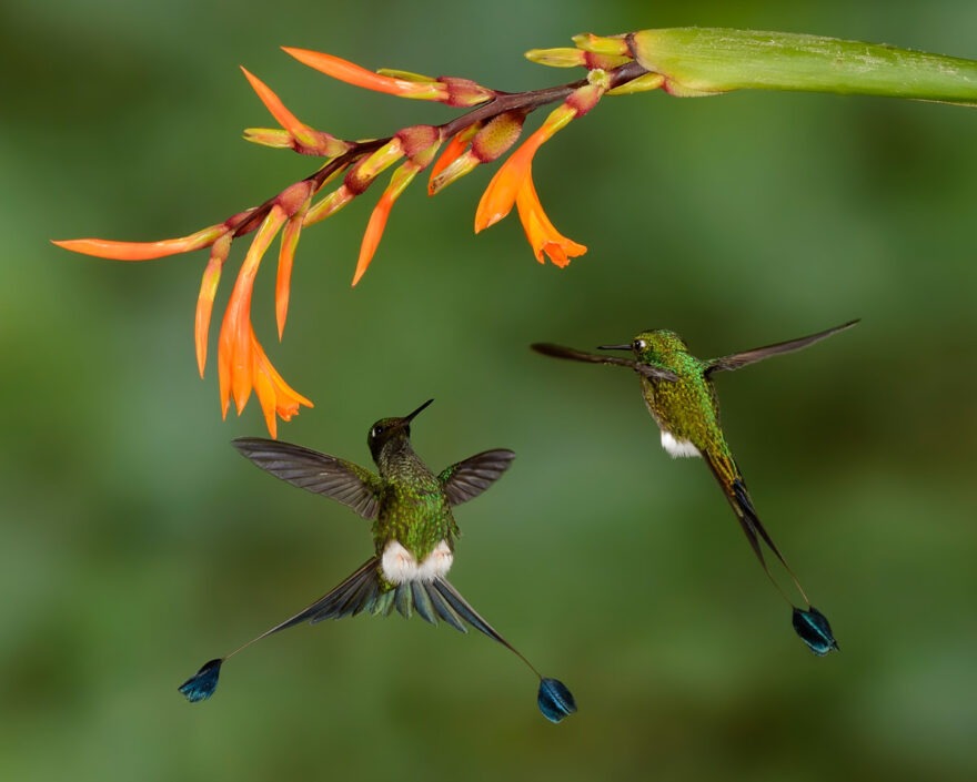 Hummingbird Photo Workshop 2