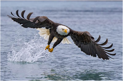 Bald Eagle Photo Tour Homer Alaska