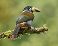 Ecuador Photo Workshop