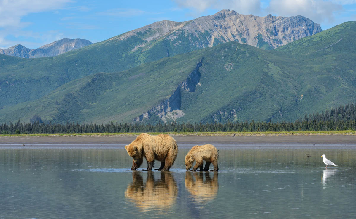 Alaskan Brown Bear Fishing