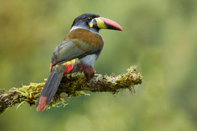 Amazon Region of Ecuador Photo Workshop