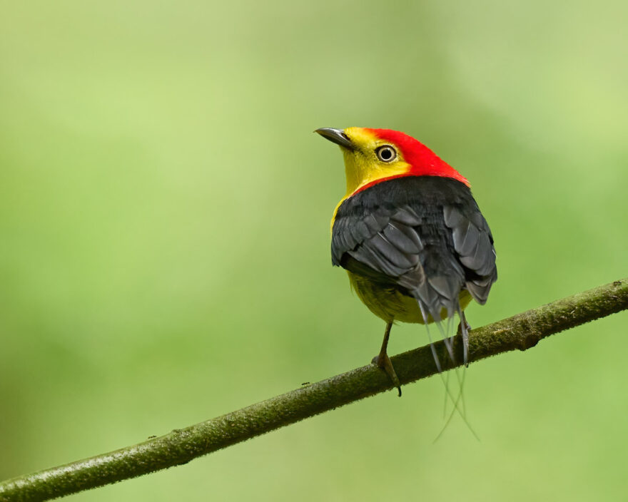 A Wire-tailed manakin looks for a mate