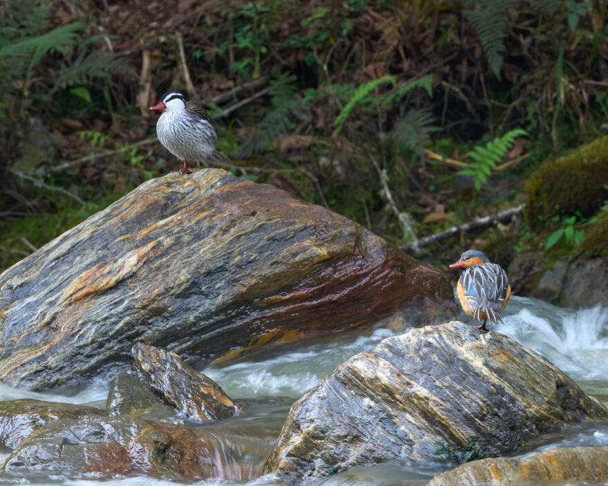 Torrent ducks, male and female