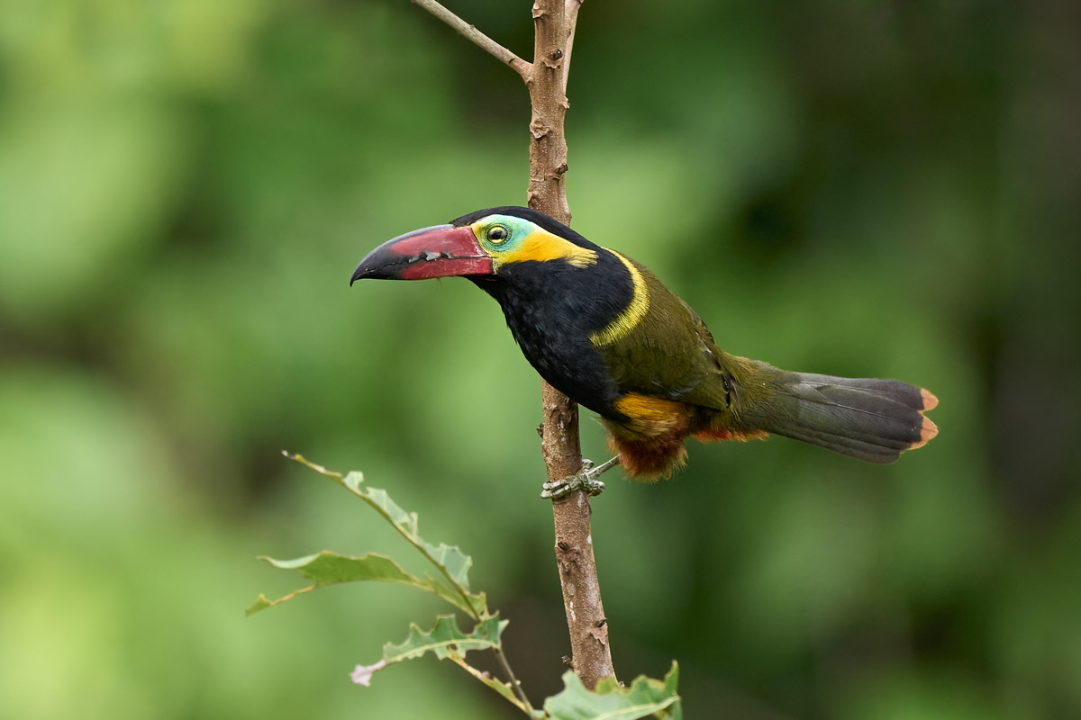 Ecuador Amazon Photography Tour 9