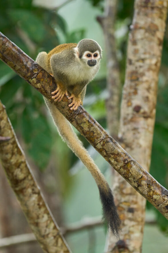 Squirrel Monkeys come in large numbers to the lodge area