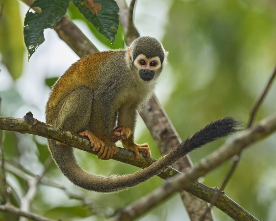 The Squirrel monkey is just one of the species of monkeys that we will photograph