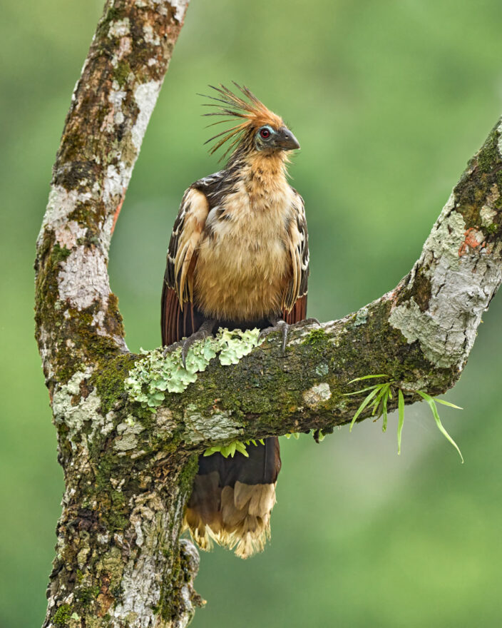 A Hoatzin perches near the lodge in the Amazon