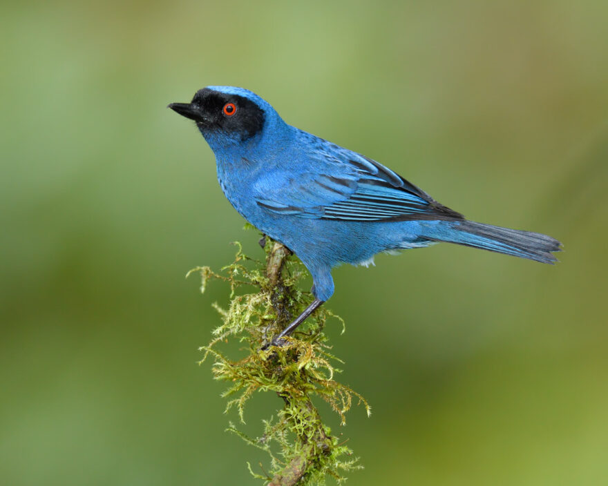 A Masked flowerpiercer sneaks food by piercing the flower