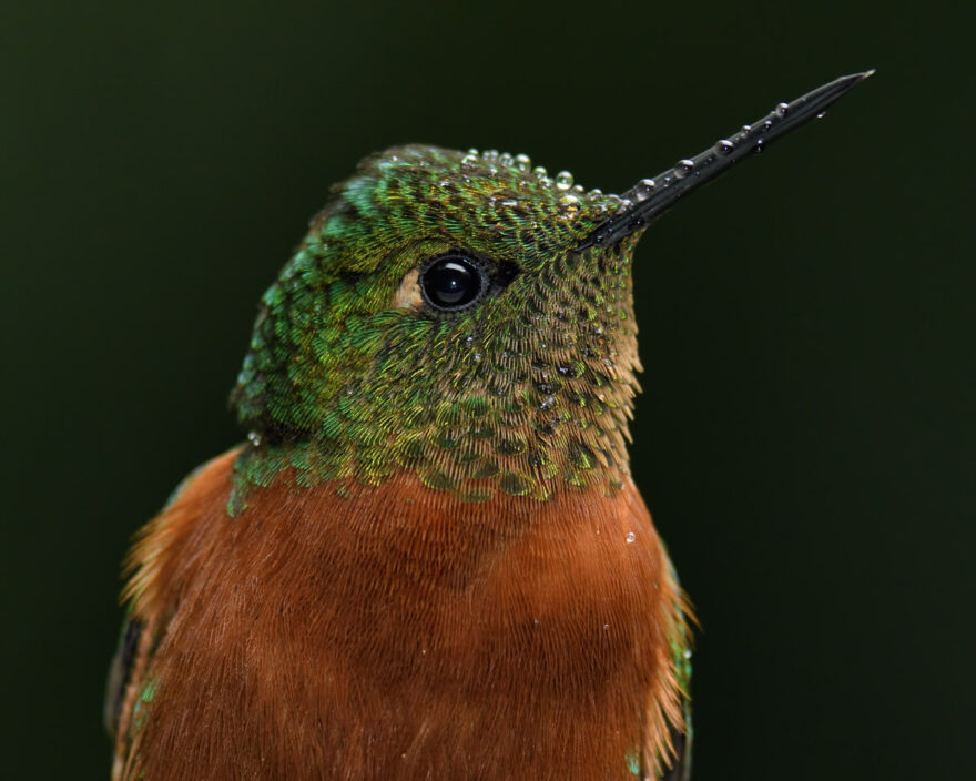 Close Up Of A Chestnut Breasted Coronet