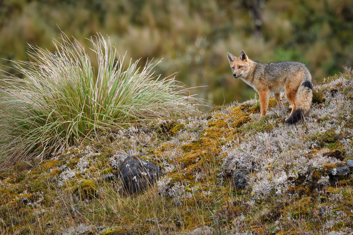 Photo Of An Andean Fox