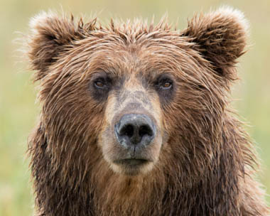 Brown Bear Photo Workshop