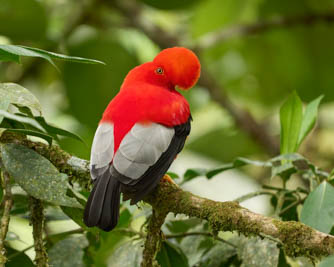 Ecuador Bird Photography Workshop