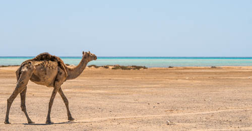 Eclipse Photography Tour